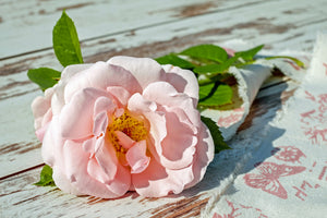 3-piece-acrylic-print-wild-rose-in-pink
