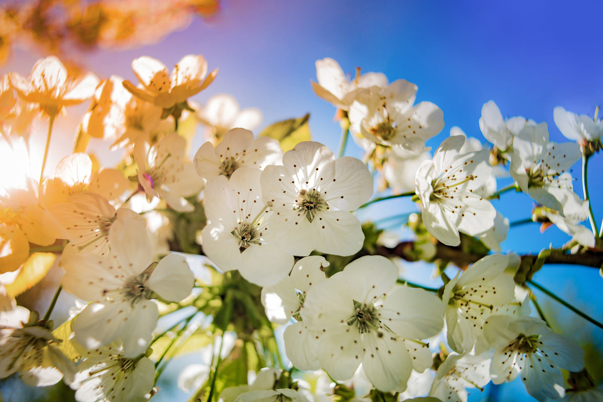 canvas-print-the-apple-tree-blossom