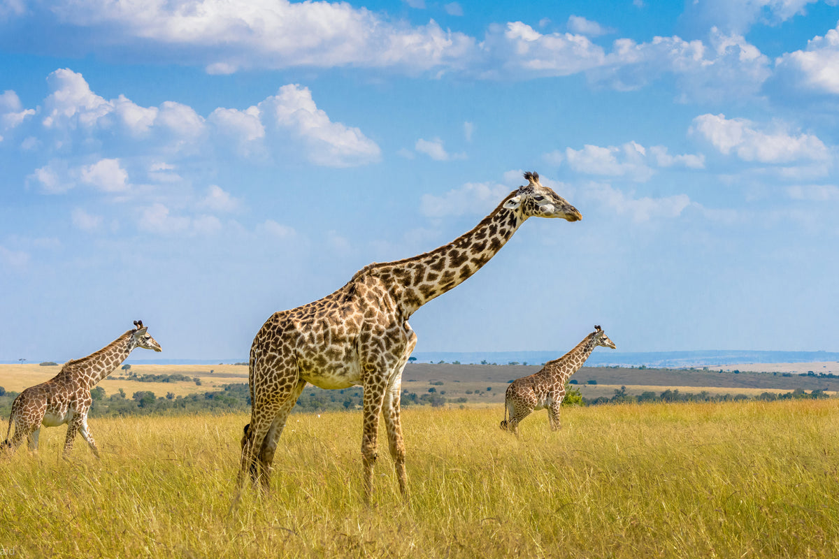 poster-print-trio-giraffes-x