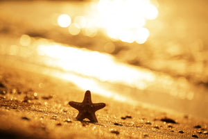 modern-3-piece-aluminium-print-the-starfish