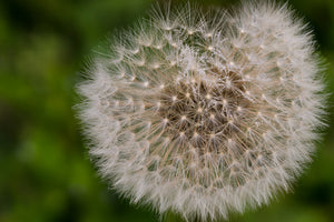 aluminium-print-the-dandelion-in-nature