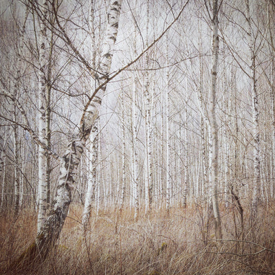 poster-print-birch-forest-x