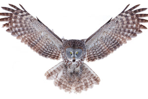 3-piece-aluminium-print-power-great-grey-owl