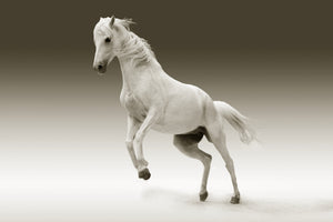 canvas-print-the-proud-mare