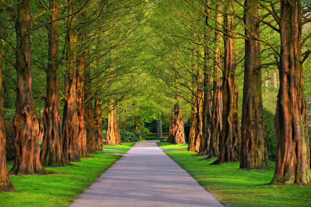 acrylic-print-beautiful-avenue-in-nature