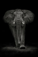 acrylic-print-ngorongoro-bull-x