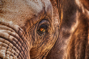 framedcanvas-print-the-look-of-the-elephant