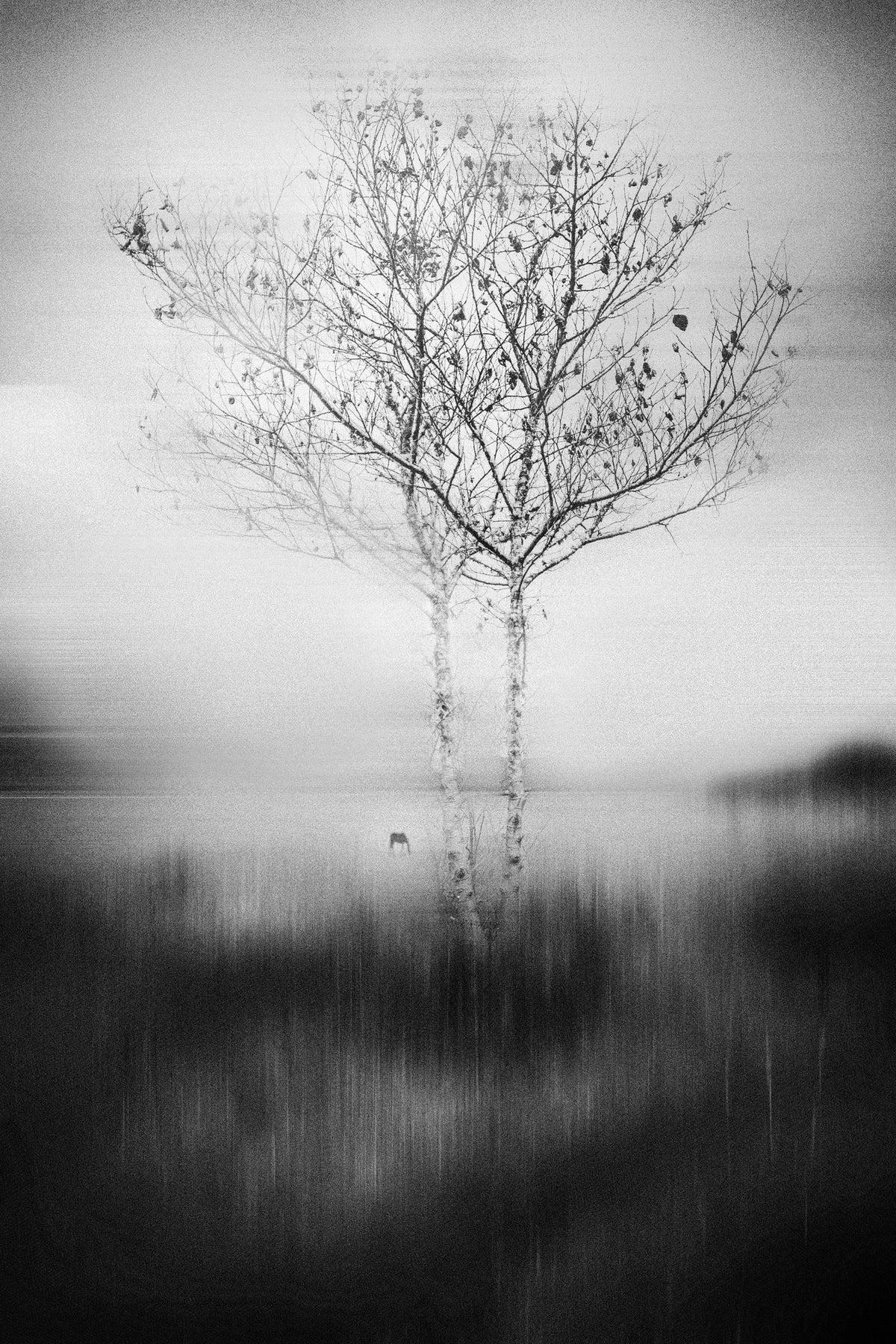 canvas-print-that-tree