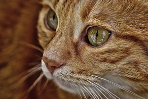 3-piece-canvas-print-close-up-cat39s-head