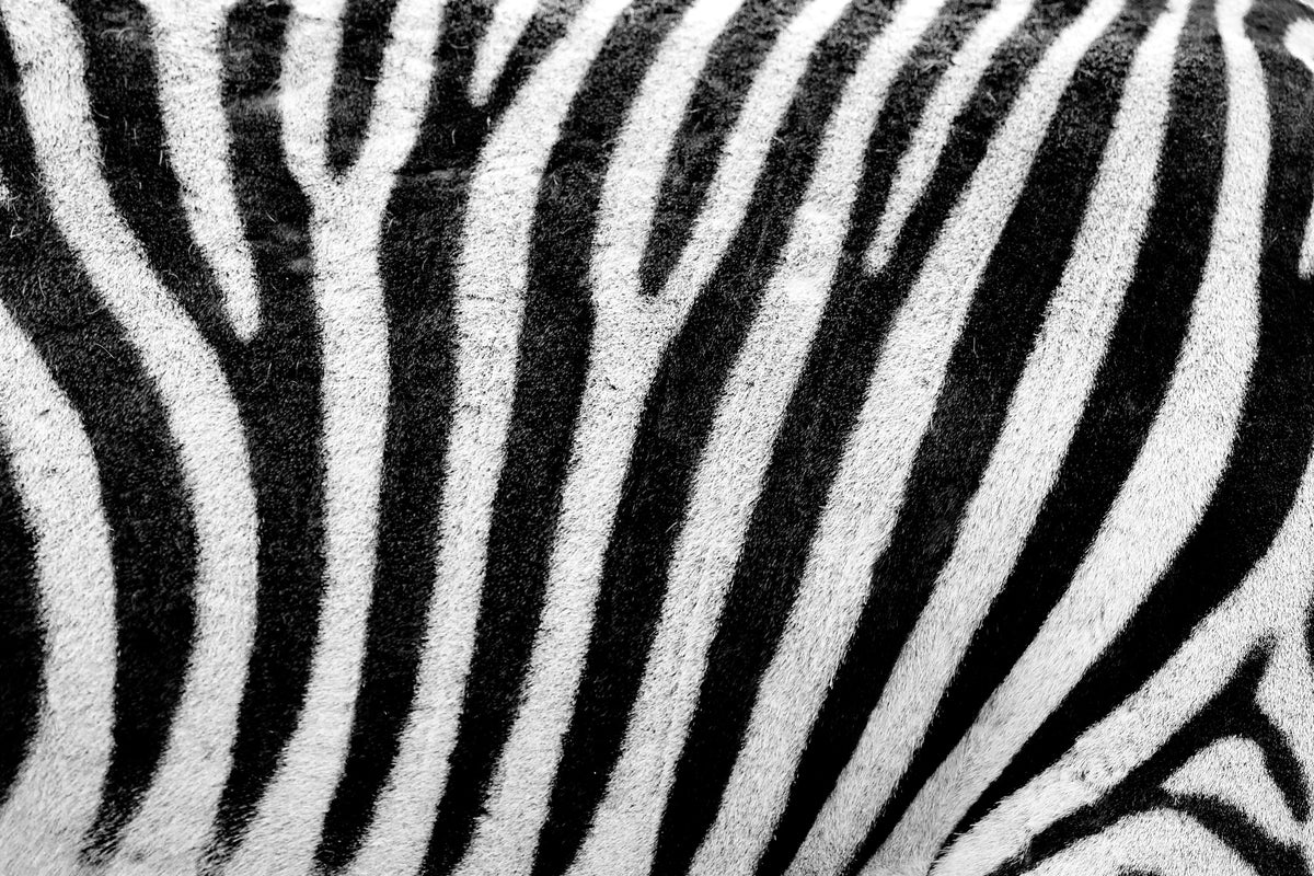 modern-3-piece-acrylic-print-strip-of-the-zebra