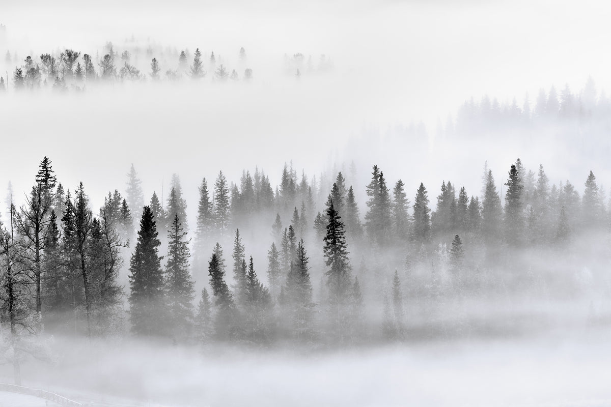 3-piece-canvas-print-foggy-forest