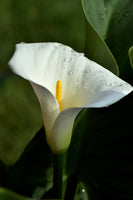 framedcanvas-print-white-calla-with-morning-dew