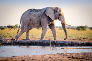 3-piece-aluminium-print-elephant-in-the-nature