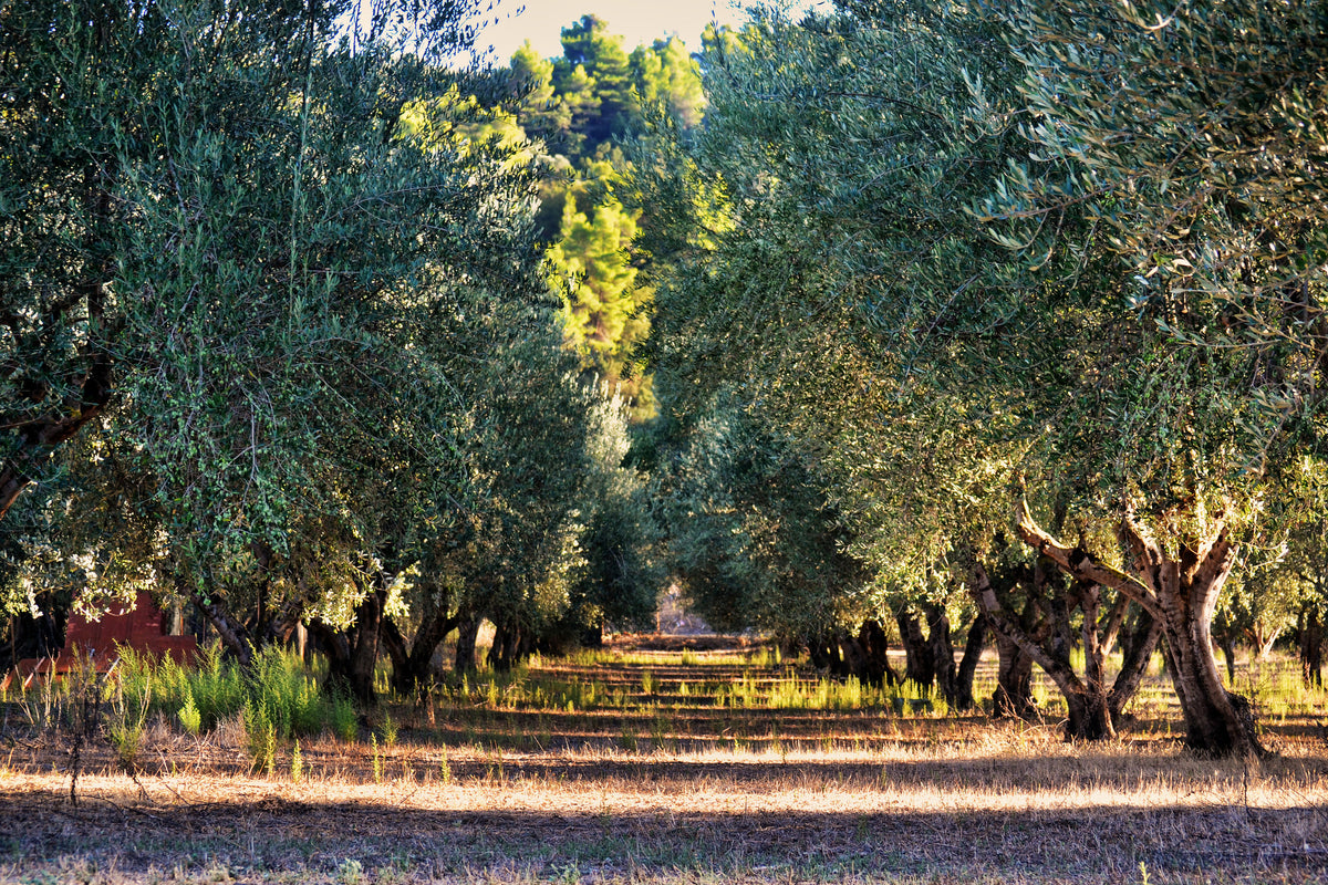 aluminium-print-magnificent-olive-trees