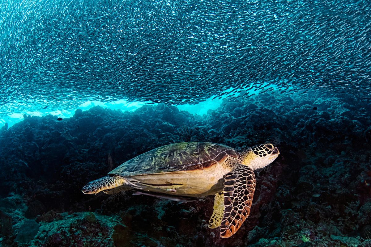 canvas-print-turtle-and-sardines-x