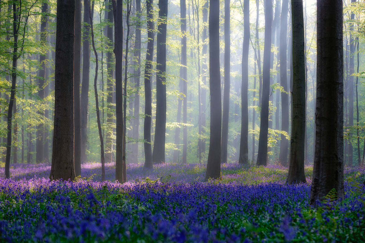 3-piece-acrylic-print-bluebells