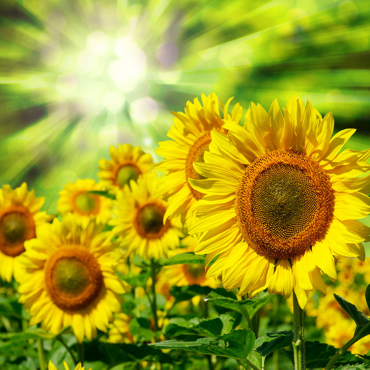 9-piece-canvas-print-the-sun-and-the-flowers