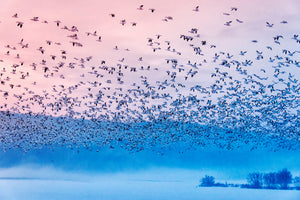 acrylic-print-flying-in-the-fogging-morning