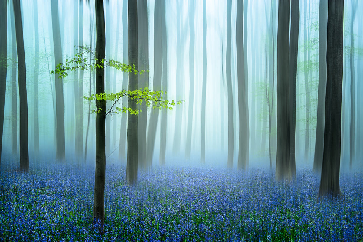 3-piece-acrylic-print-the-blue-forest