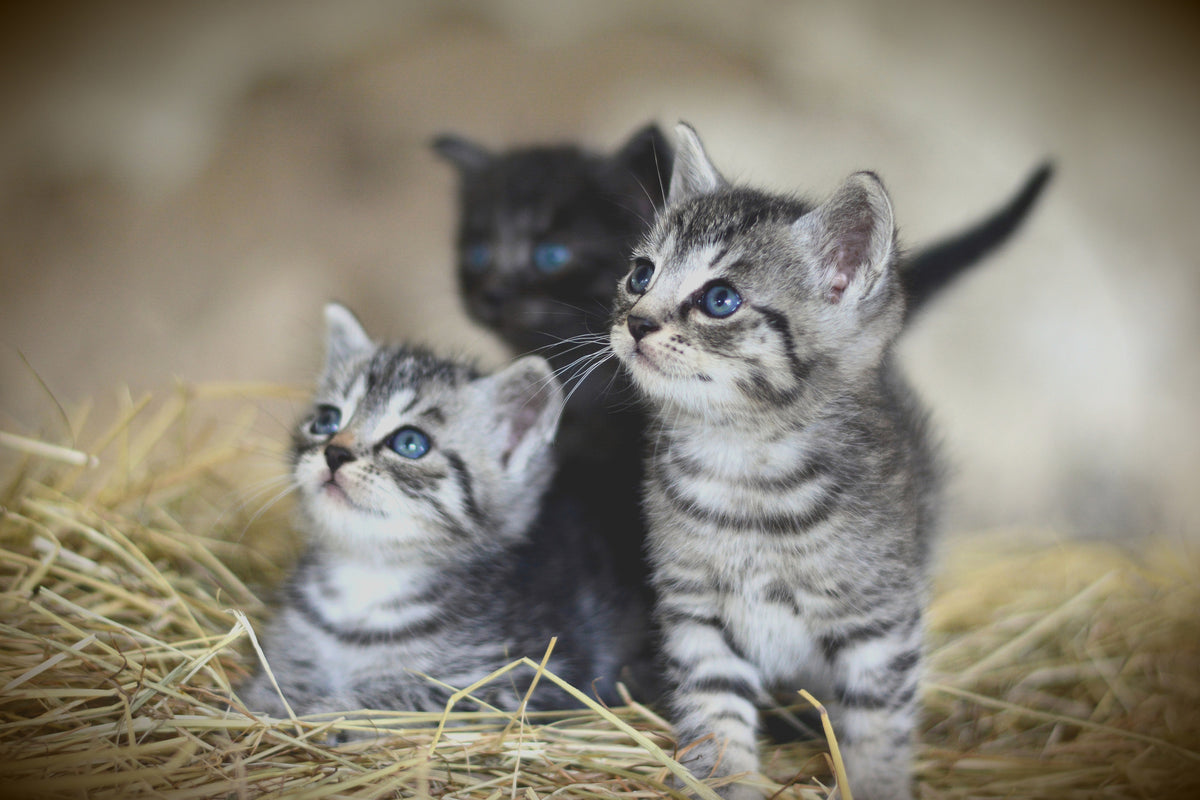 3-piece-acrylic-print-kitten-trio