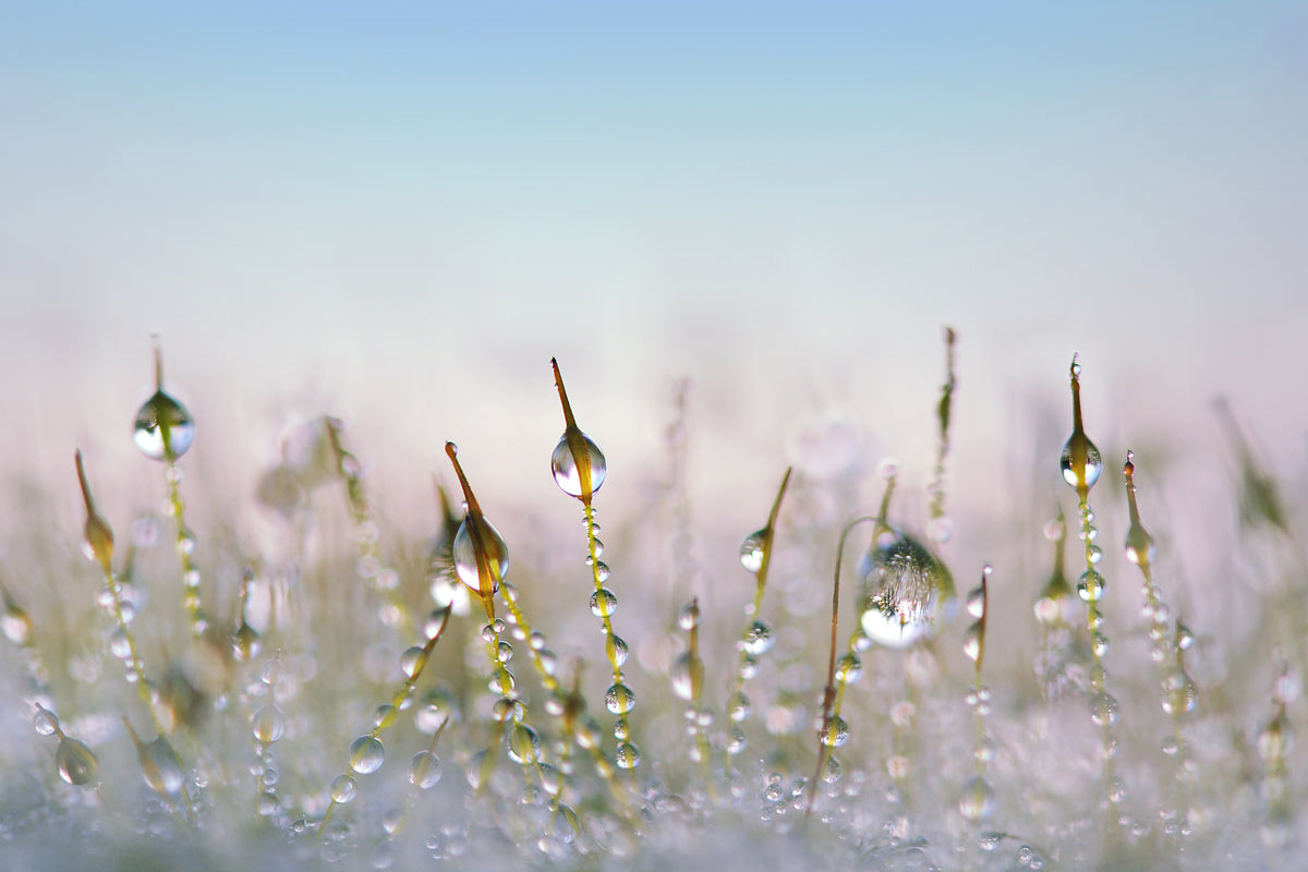 modern-3-piece-canvas-print-the-dew-drops