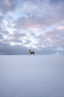 framedposter-print-alone