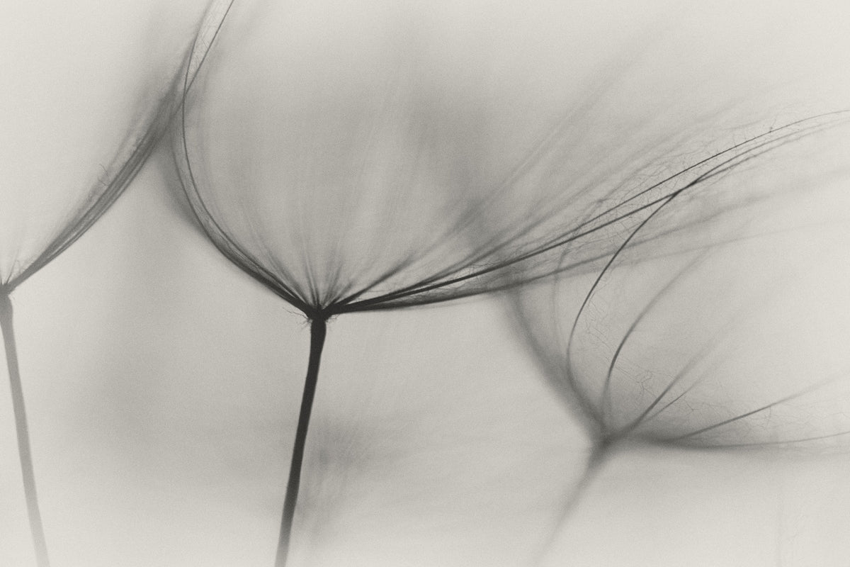 acrylic-print-tragopogon