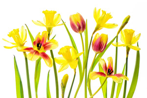 framedcanvas-print-vibrant-spring-x