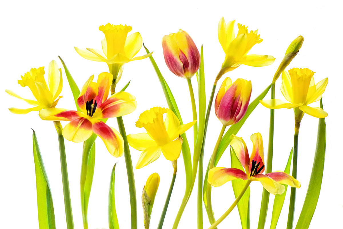 framedcanvas-print-vibrant-spring-x
