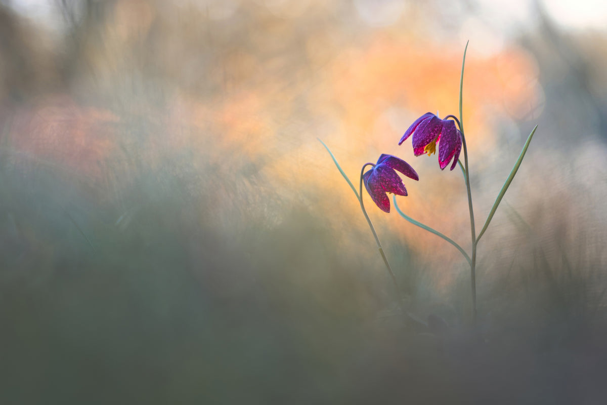 acrylic-print-spring-danse-x