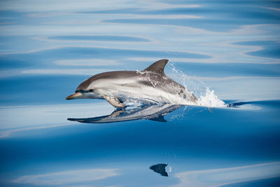 poster-print-striped-dolphin-x