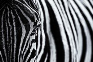 poster-print-the-look-of-nature-x