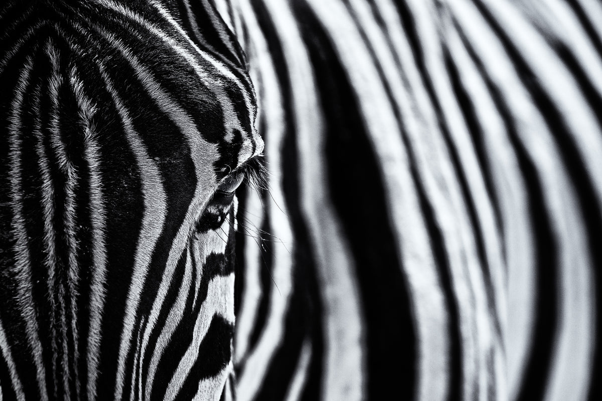 poster-print-the-look-of-nature-x