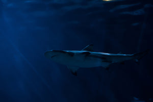 aluminium-print-dangerous-shark
