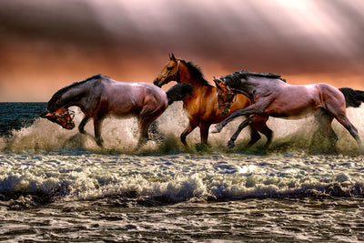 poster-print-freedom-for-horses