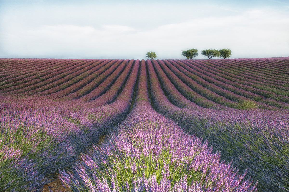 framedcanvas-print-velours-de-lavender