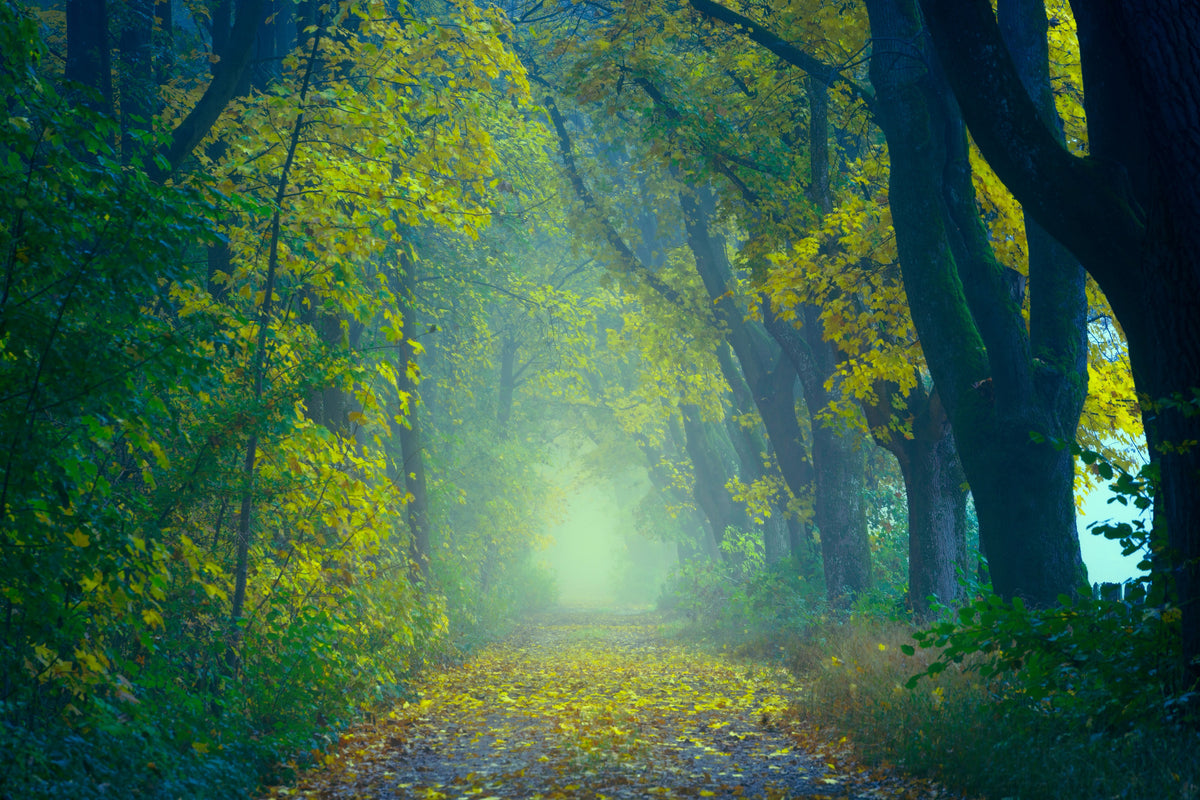 acrylic-print-green-forest