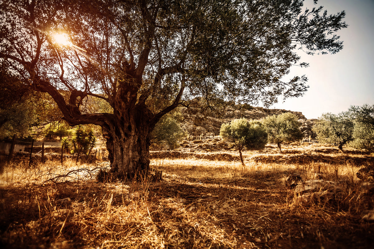 canvas-print-olive-grove