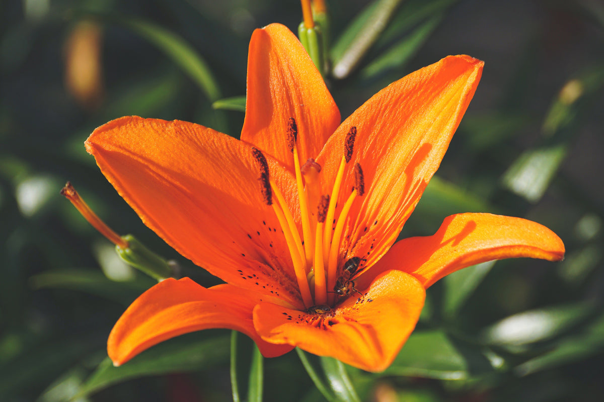 acrylic-print-lilies-blossom-in-orange-xl