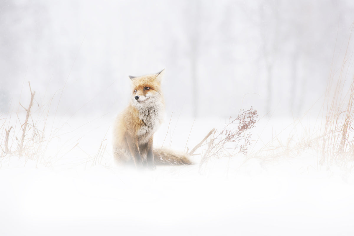 framedposter-print-waiting-xys