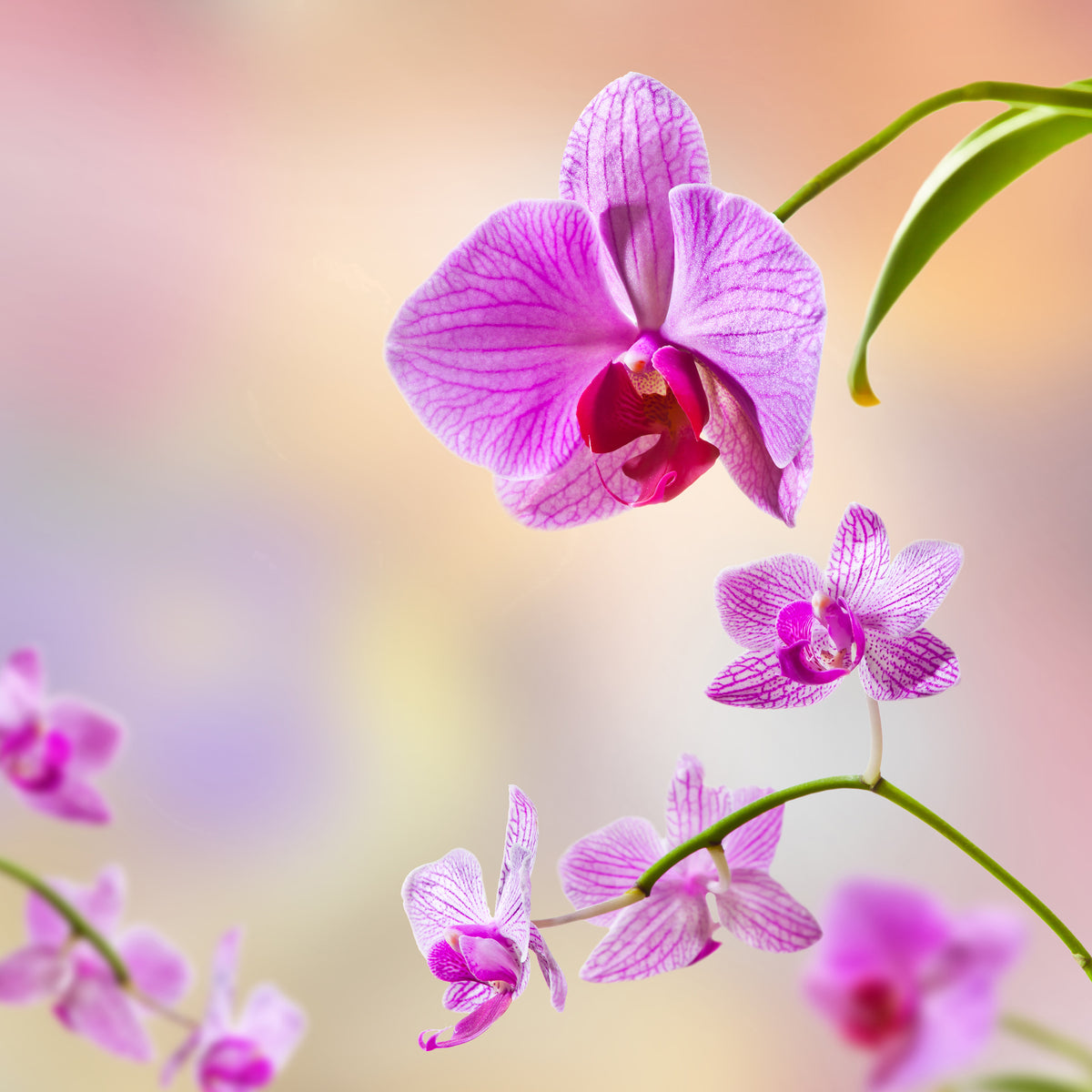 acrylic-print-romantic-orchids