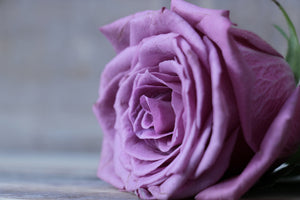 acrylic-print-rose-in-purple-xxl