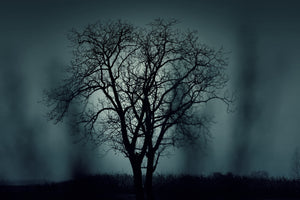 canvas-print-the-tree-in-darkness
