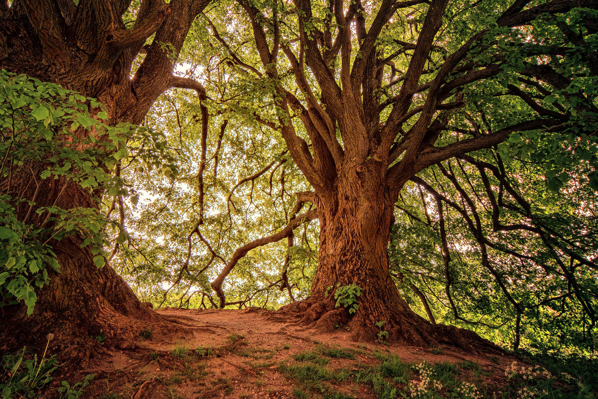 poster-print-in-the-dense-forest