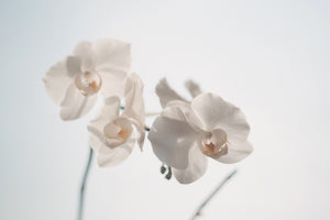 3-piece-acrylic-print-graceful-orchids