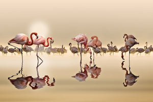 acrylic-print-flamingos-x