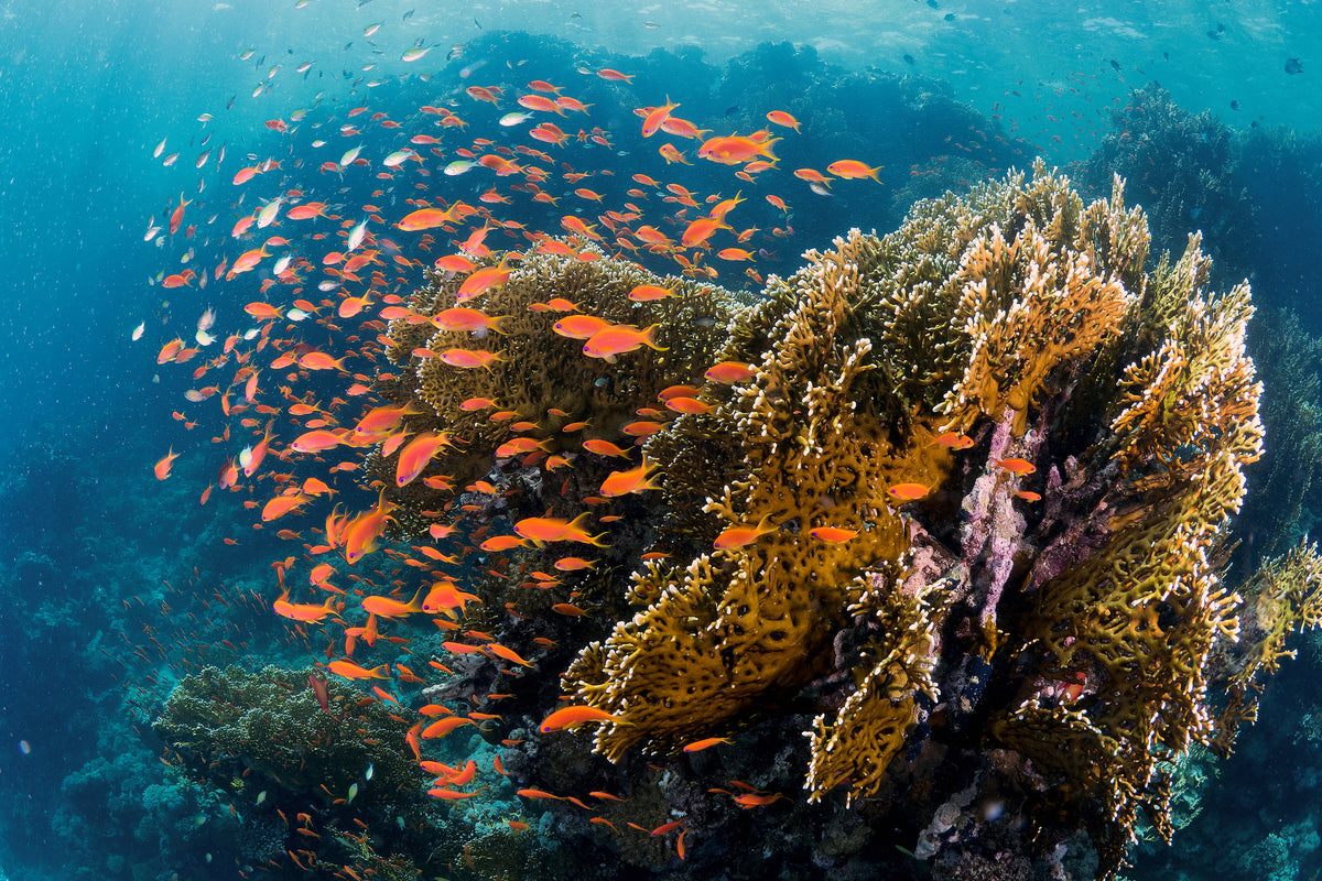 acrylic-print-reefscape-x