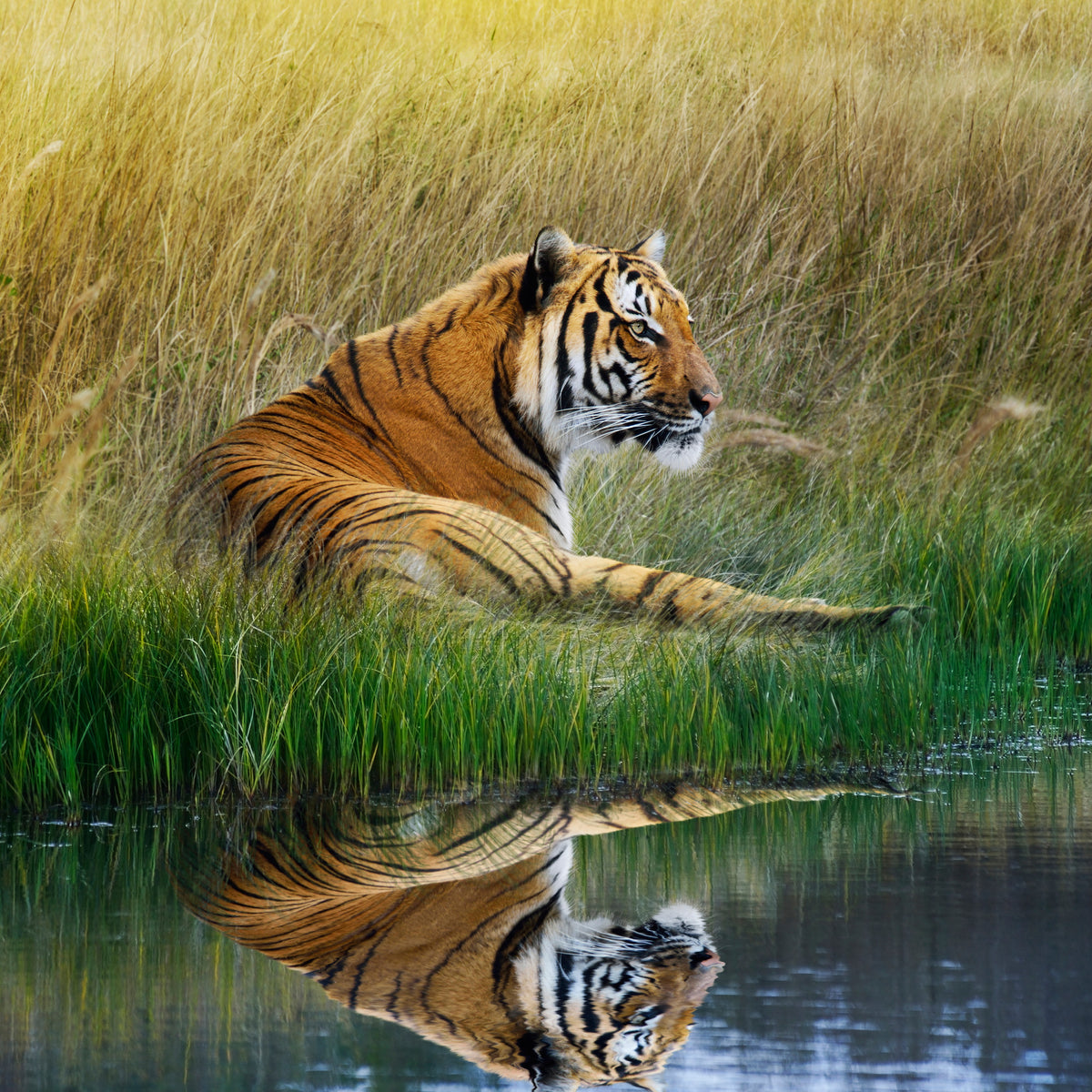 9-piece-aluminium-print-the-tiger