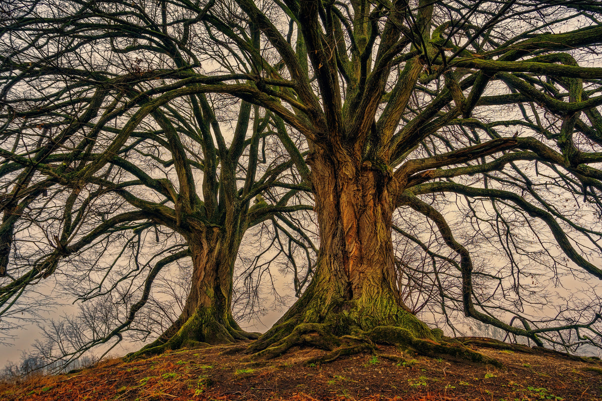 framedcanvas-print-ghostly-trees