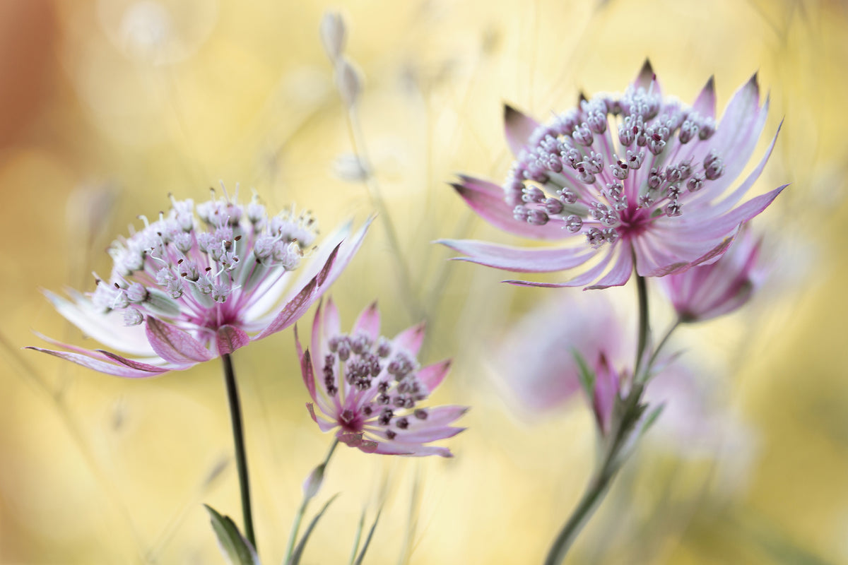 aluminium-print-astrantia-major